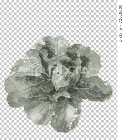 【水墨画風手描き水彩画】白菜 葉物野菜 素材 モノトーン 白バックコピースぺースあり 72019600
