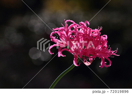 ダイヤモンドリリー 72019896