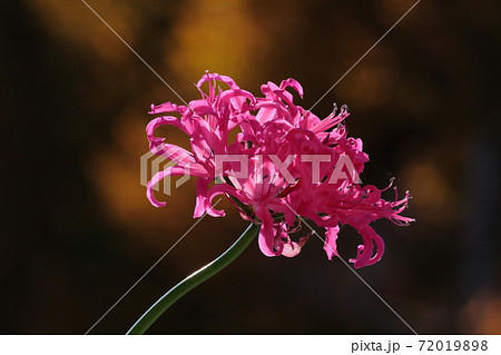 ダイヤモンドリリー ダイヤモンドリリー 72019898