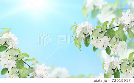 Horizontal banner with beautiful branches of apple tree with white flowers 72019917