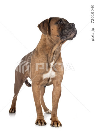 cane corso in studio 72019946
