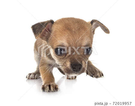 chihuahua in studio 72019957