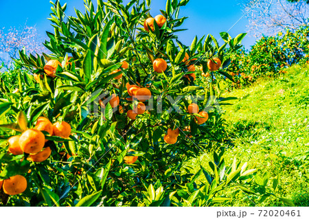 (静岡県)伊豆の国市、小坂みかん園のミカン (静岡県)伊豆の国市、小坂みかん園のミカン 72020461