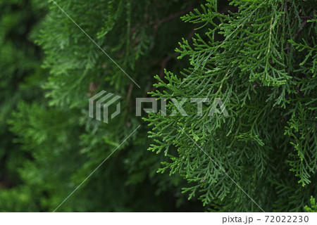 Beautiful Green Pine Leaves on the Pine Tree, Christmas Background. Beautiful Green Pine Leaves on the Pine Tree, Christmas Background. 72022230
