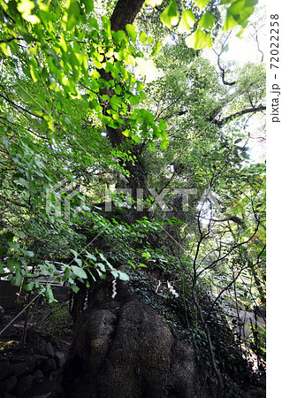 熱海「来宮（きのみや）神社」鳥居 72022258