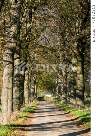 Road with trees 72022515