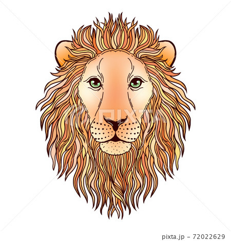 Lion Muzzle On Whiteのイラスト素材