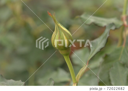 ゴールドバニーの蕾 72022682