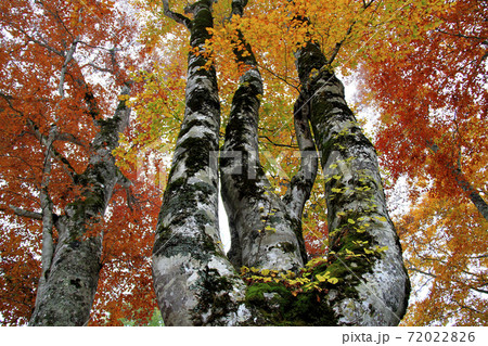 木島平村カヤノ平高原ブナ黄葉鮮やか 72022826