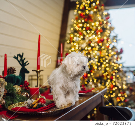 Small white terrier on a decorative christmas table Small white terrier on a decorative christmas table 72023375