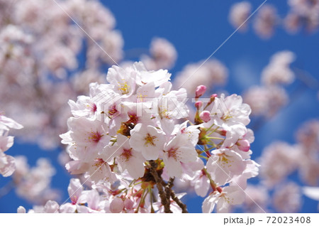 満開の桜と青空 72023408