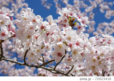 満開の桜と青空 72023410
