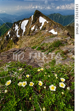 チングルマの花と残雪の谷川岳 トマの耳の写真素材