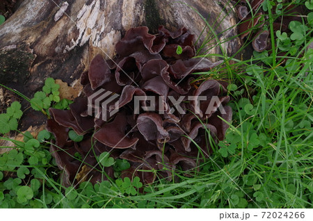 切り株のキノコ 切り株のキノコ 72024266