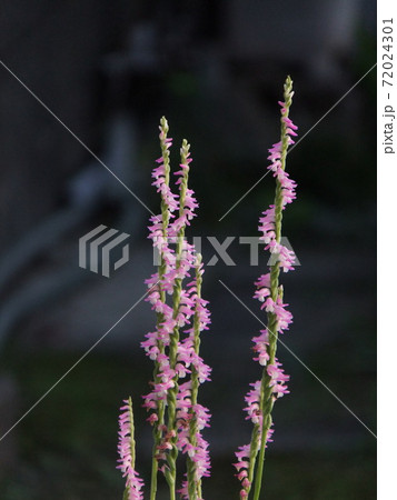 ネジバナの花 ネジバナの花 72024301