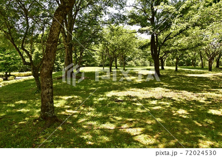 新緑の軽井沢 湯川ふるさと公園の写真素材