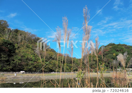 鎌倉永福寺跡のススキと秋空 鎌倉永福寺跡のススキと秋空 72024616