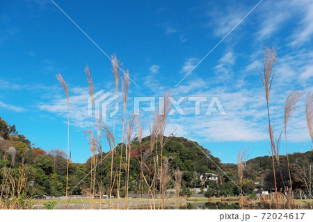 鎌倉永福寺跡のススキと秋空 72024617