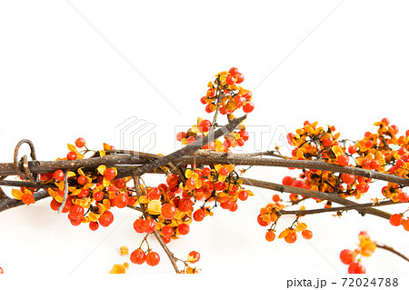 ウメモドキの実 ウメモドキの実 72024788