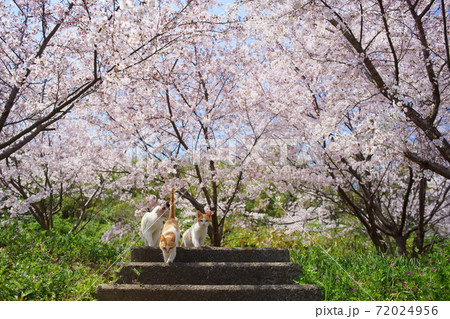 桜と猫 桜と猫 72024956