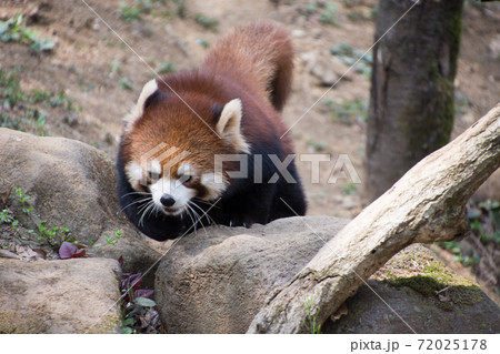歩くレッサーパンダ 72025178