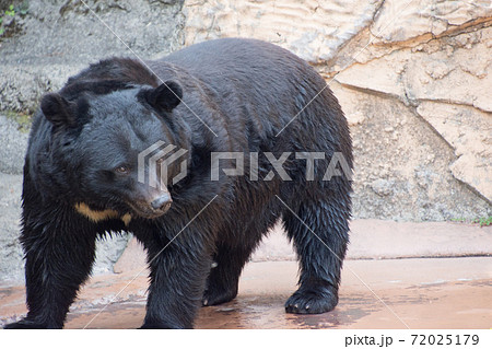ツキノワグマ 72025179
