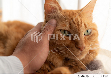 触ると嫌そうな顔をする猫　茶トラ猫 72025198