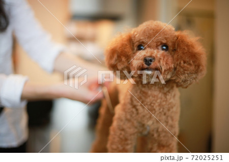 小型犬のトリミング 72025251