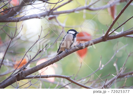 シジュウカラ 72025377