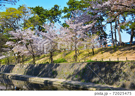 桜景 夙川 桜景 夙川 72025475