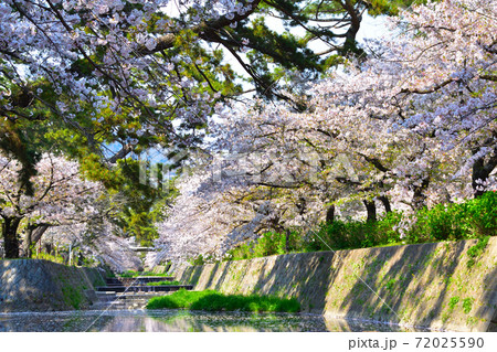 桜景　夙川 72025590