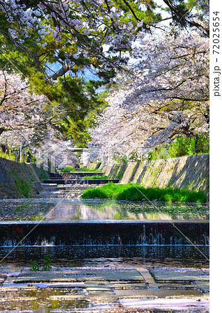 桜景　夙川 72025654