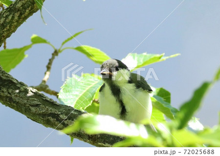 シジュウカラの巣立ち雛　雑木林にて 72025688