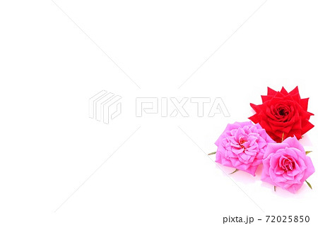 背景素材 バラの花 赤とピンク 白背景の写真素材