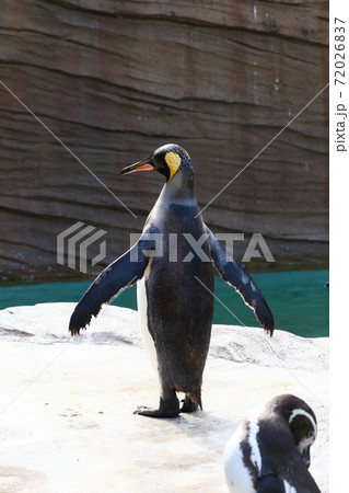 太陽の光を目いっぱい浴びるペンギン 太陽の光を目いっぱい浴びるペンギン 72026837