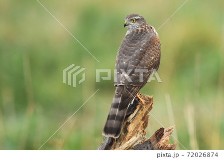 Euarsian sarrowhawk (Accipiter nisus) 72026874