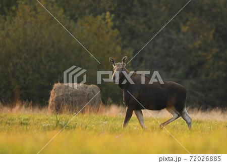 Moose (ALces alces) 72026885