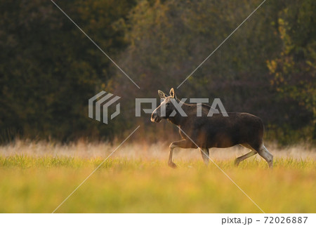 Moose (ALces alces) 72026887