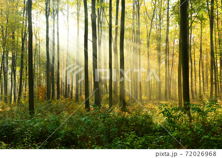 Autumn forest Autumn forest 72026968