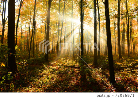 Autumn forest Autumn forest 72026971