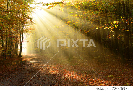 Autumn forest 72026983