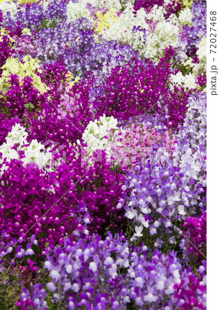 紫色のキンギョソウの花が満開です 花々が密集して咲いていますの写真素材