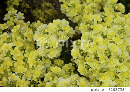 黄色のキンギョソウの花が満開です。花々が密集して咲いています。 72027584