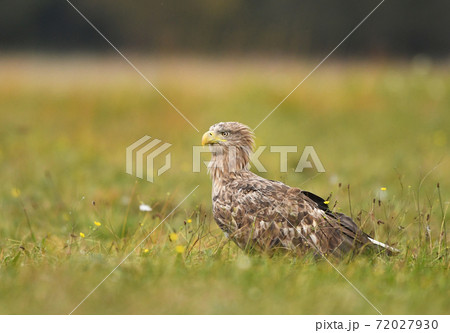 White tailed Eagle (Haliaeetus albicilla) 72027930