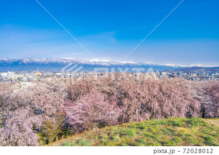 春の弘法山古墳から眺める桜と松本市内と北アルプス　【長野県】 72028012