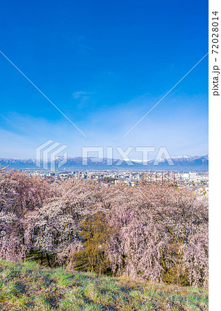 春の弘法山古墳から眺める桜と松本市内と北アルプス　【長野県】 72028014