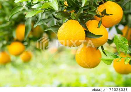 庭木のデコポン 庭木のデコポン 72028083