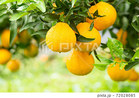 庭木のデコポン 72028085