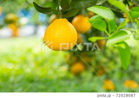 庭木のデコポン 庭木のデコポン 72028087