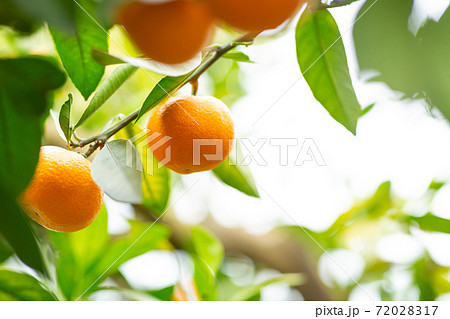 木になるミカンの写真素材 7217